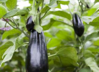 Rijk Zwaan, due nuove varietà di melanzana per il residuo zero Melanzana Thelma RZ F1 sviluppata da Rijk Zwaan