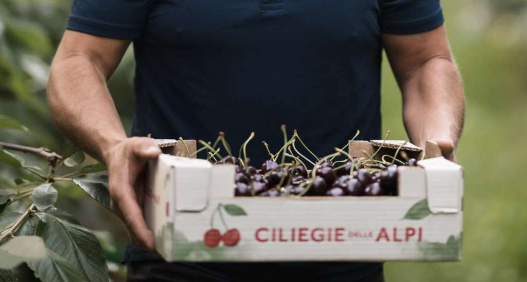 Thomas Linger, uno dei produttori del Consorzio Vog delle Ciliegie delle Alpi