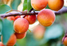 Cala la produzione europea di albicocche