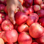 Le mele sono il prodotto più esportato dall'Italia