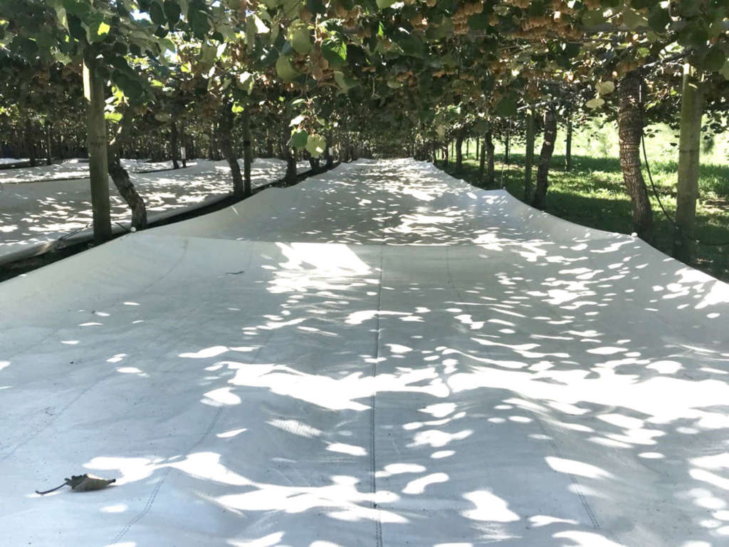 Pacciamatura con tessuti Agritela Arrigoni applicati a piante di kiwi