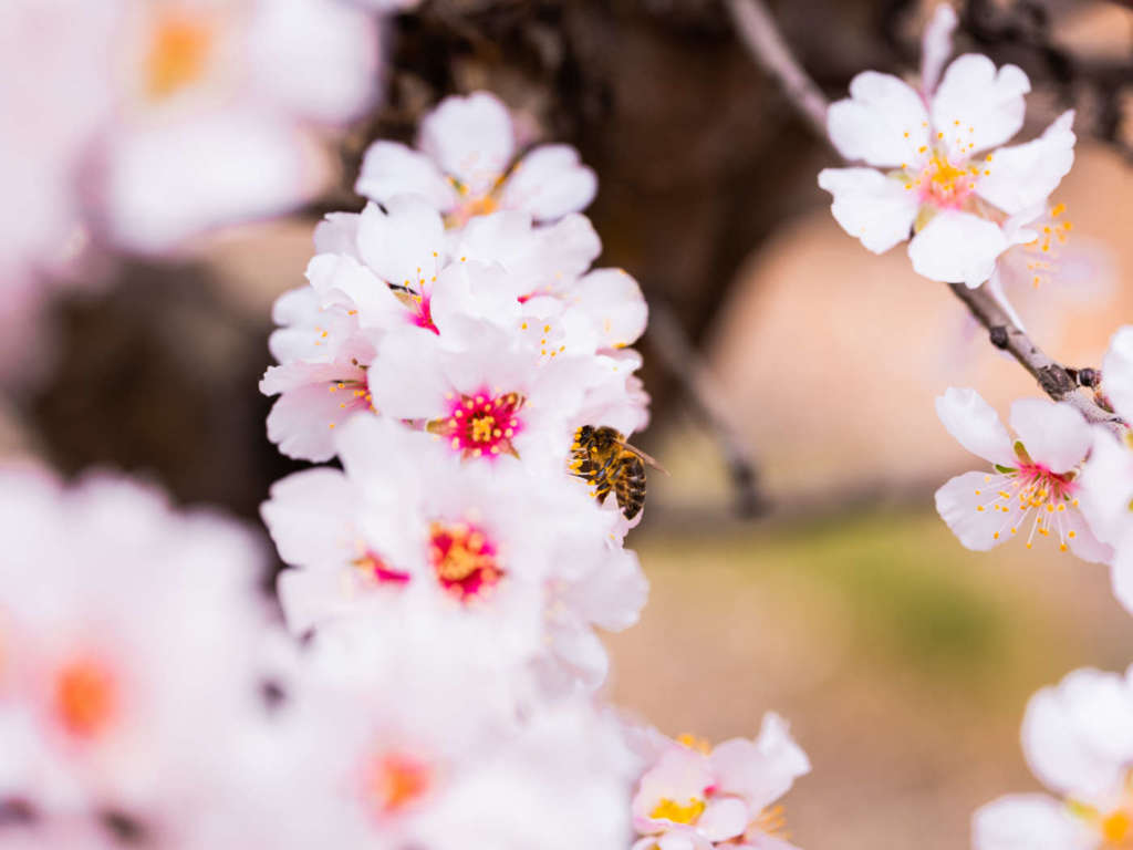 Attrarre api e impollinatori è importante nella produzione di mandorle