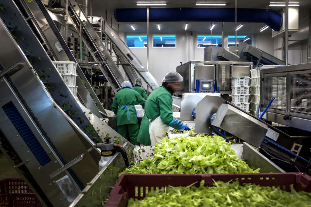 L'Insalata dell'Orto, fase produttiva