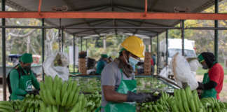 Banane a marchio Faitrade