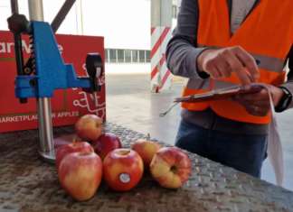 ll mercato delle mele è digitale: partito un carico per il Kuwait Controllo qualità mele Smartmele