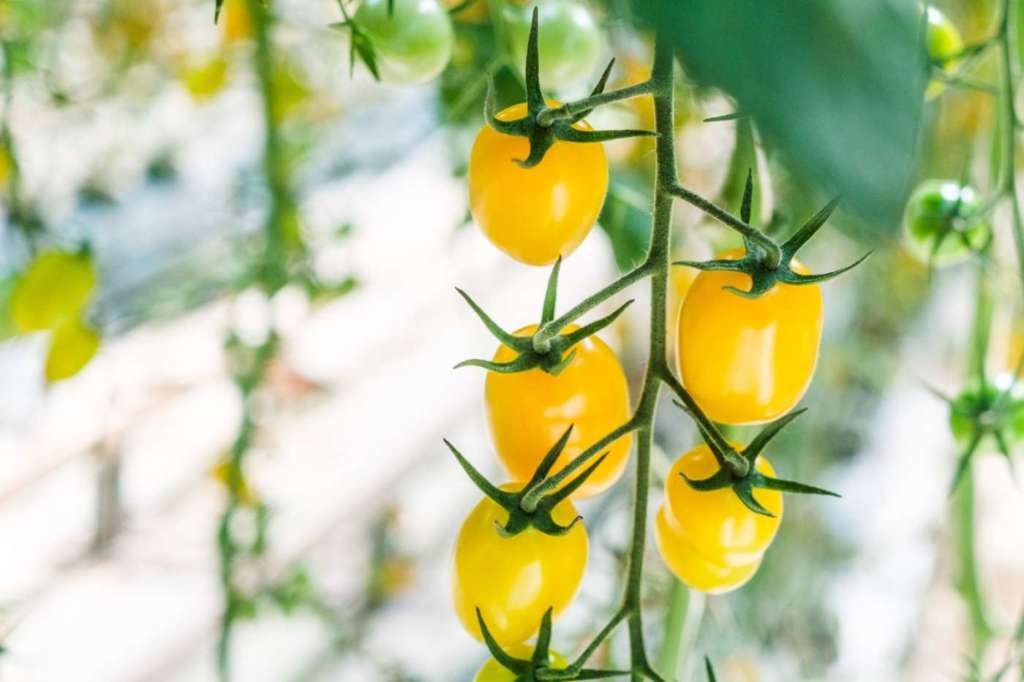 Datterino giallo Kamarino Dorilli