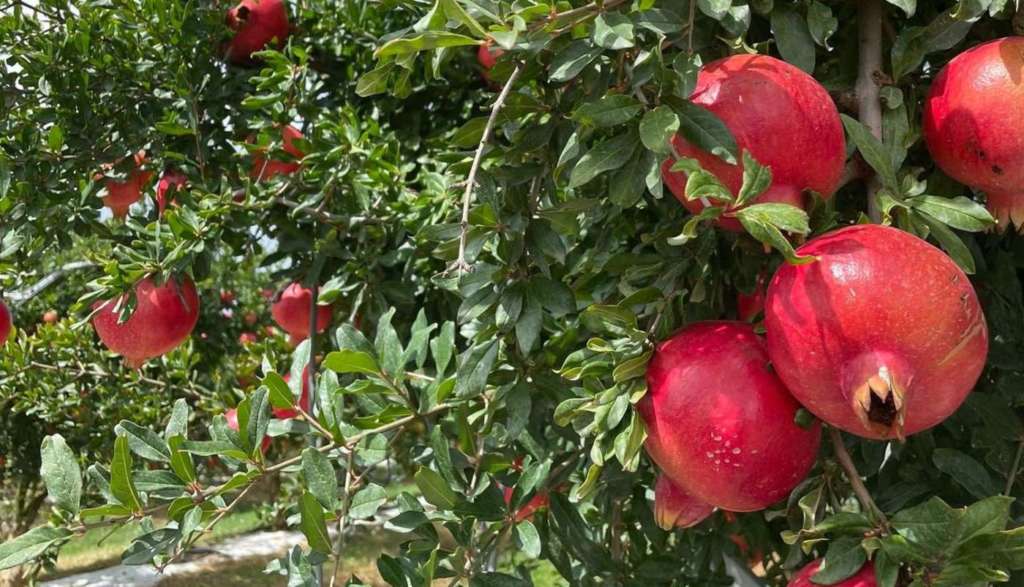 Melagrane Gallo prodotte dalla Op Agricor