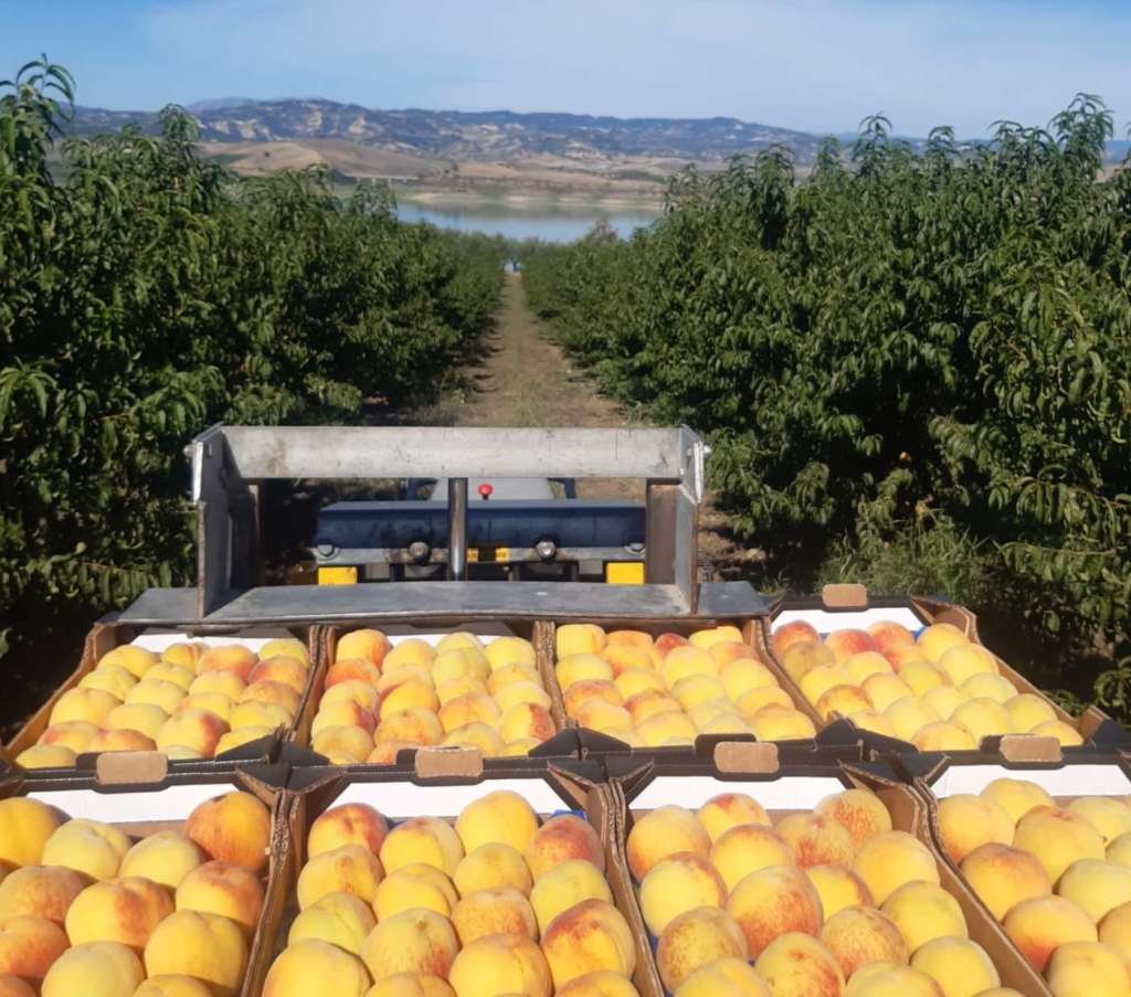 Pesche percoche prodotte da Agricola Libone