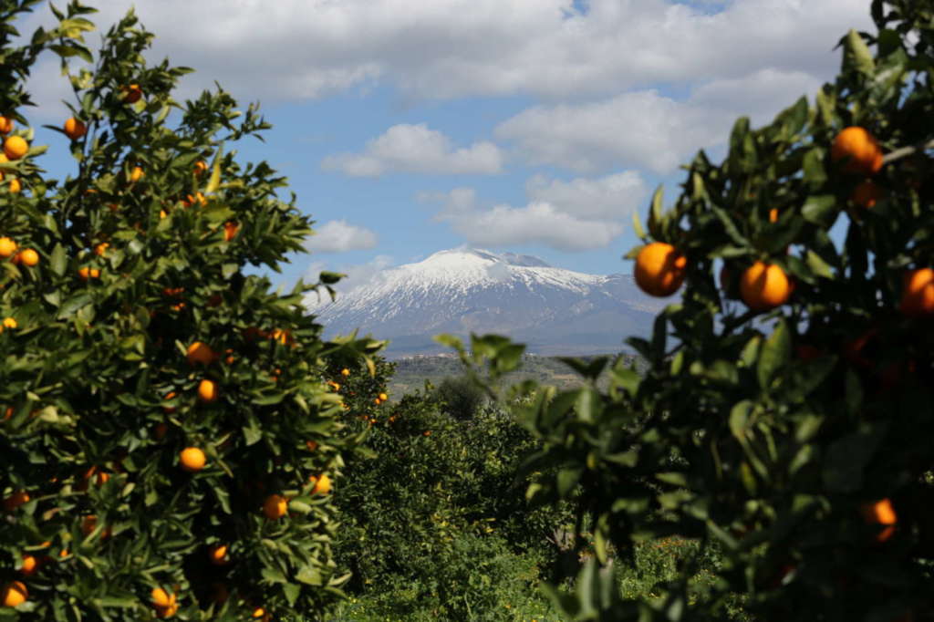 Agrumeti Barbera ai piedi dell'Etna, in Sicilia
