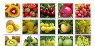L'innovazione varietale è sempre più importante nella filiera frutticola