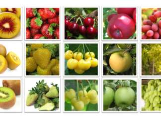 L'innovazione varietale è sempre più importante nella filiera frutticola