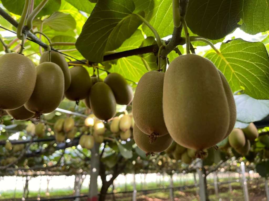 La produzione di kiwi cala a livello internazionale