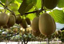 Forte crescita del kiwi italiano in valore e volume