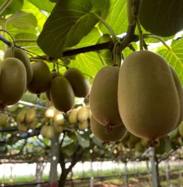 L’export di ortofrutta cresce in volume (+7,8%) e valore (+13,2%) Forte crescita del kiwi italiano in valore e volume