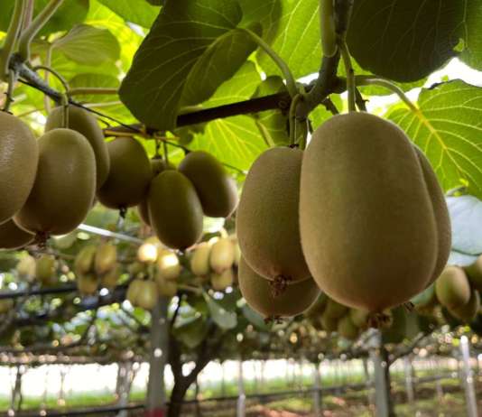 L’export di ortofrutta cresce in volume (+7,8%) e valore (+13,2%) Forte crescita del kiwi italiano in valore e volume
