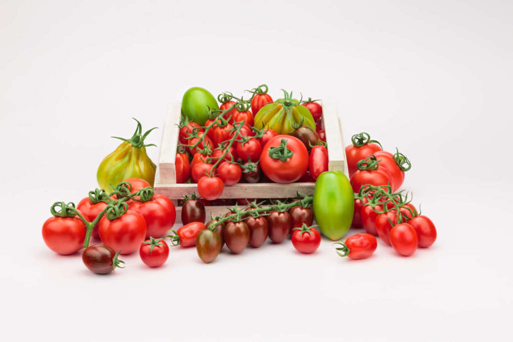 La linea di pomodori della Op Platinum
