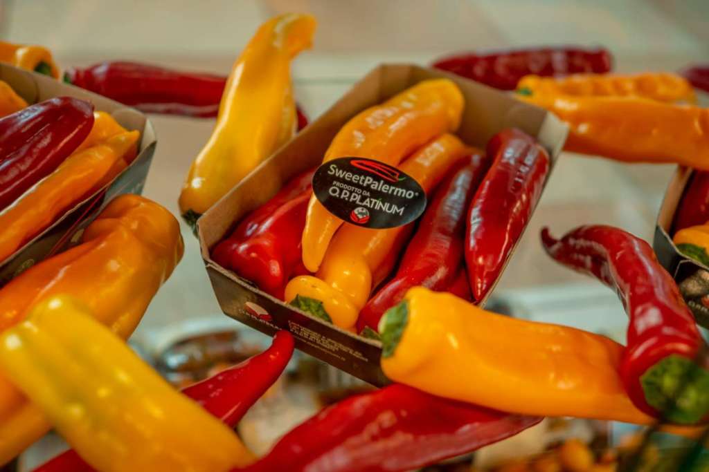 Il peperone premium Sweet Palermo