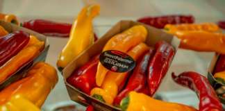 Il peperone premium Sweet Palermo