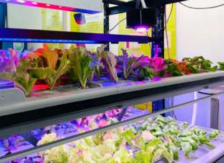 Insalate coltivate fuori suolo