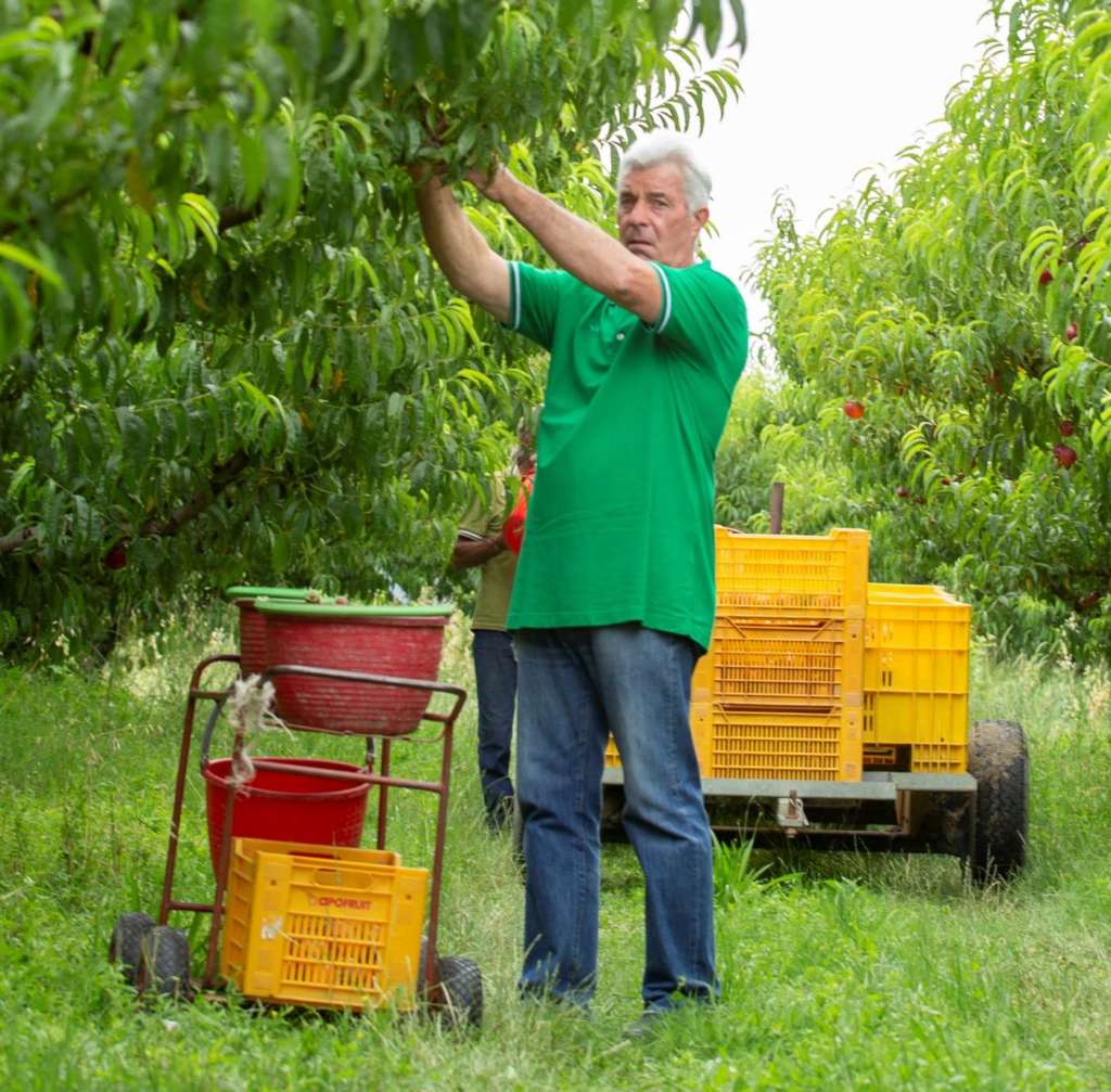 Raccolta ortofrutta estiva Apofruit