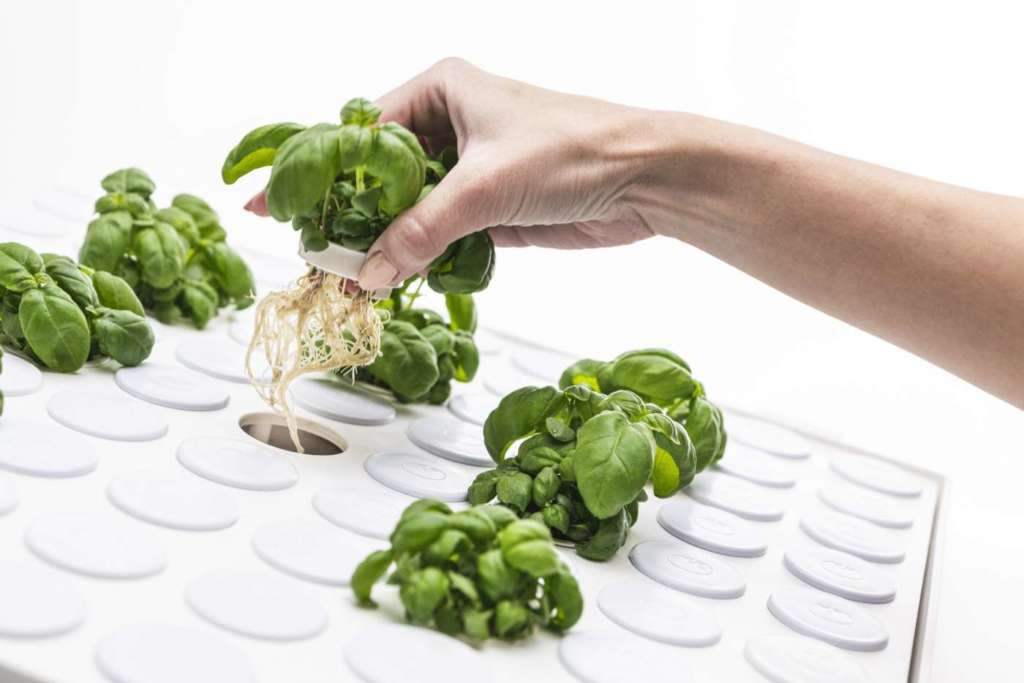 Horto Porfessional, piantine basilico Tomato+