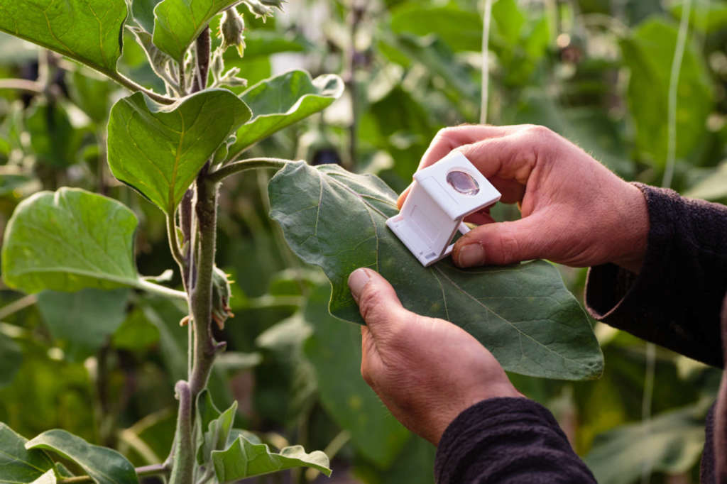 Insetti utili sul pomodoro, tecnica adottata da Libretti