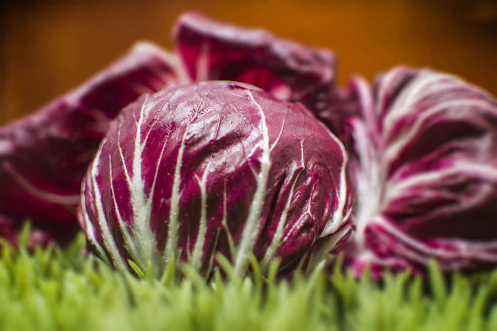 Radicchio rosso Cultiva