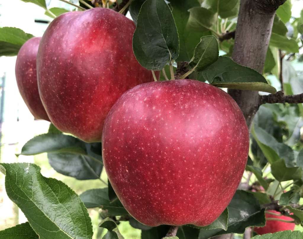 La nuova varietà di mela CIVM65*/Desy sviluppata dal Civ