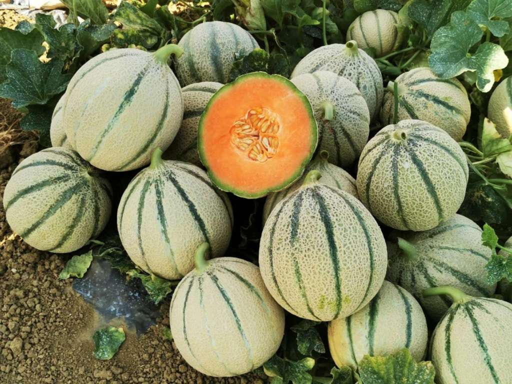 Granato F1, sviluppato da Hm.Clause, quando viene tagliato, diventa rosso per l’ossidazione