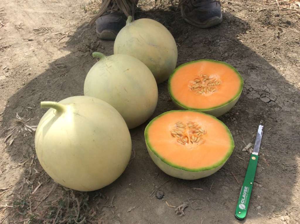 Melone Plaizir sviluppato da Hm.Clause