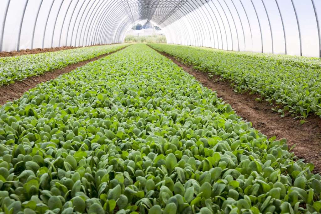 Coltivazione in serra di spinacino per la IV gamma