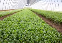 Coltivazione in serra di spinacino per la IV gamma