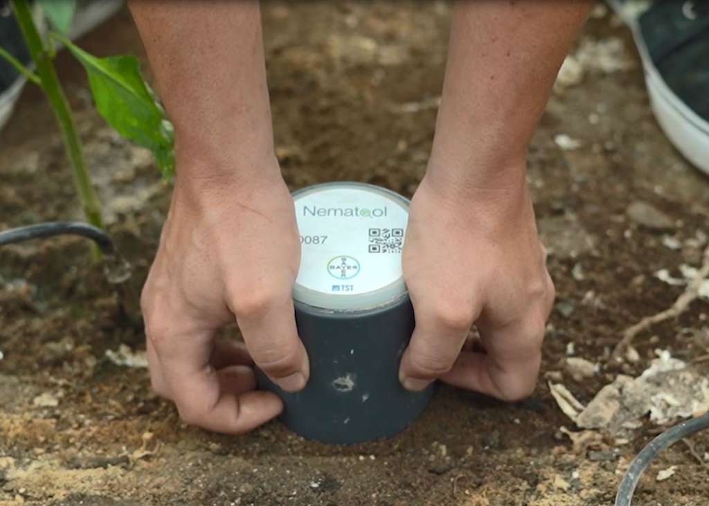 Nematool, lo strumento digitale di Bayer a contrasto dei nematodi