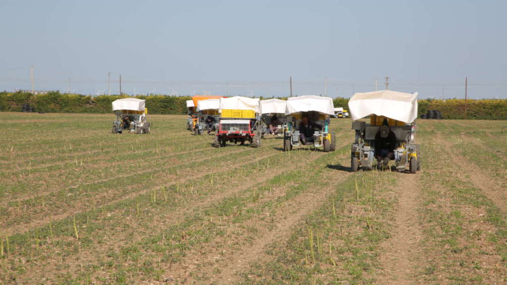 Apofruit, raccolta asparagi con i go kart