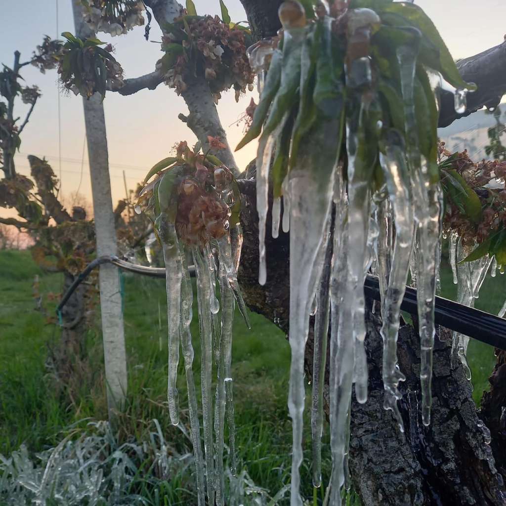 Frutteto, impianto antibrina azienda agricola Tomesani
