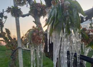 Frutteto, impianto antibrina azienda agricola Tomesani