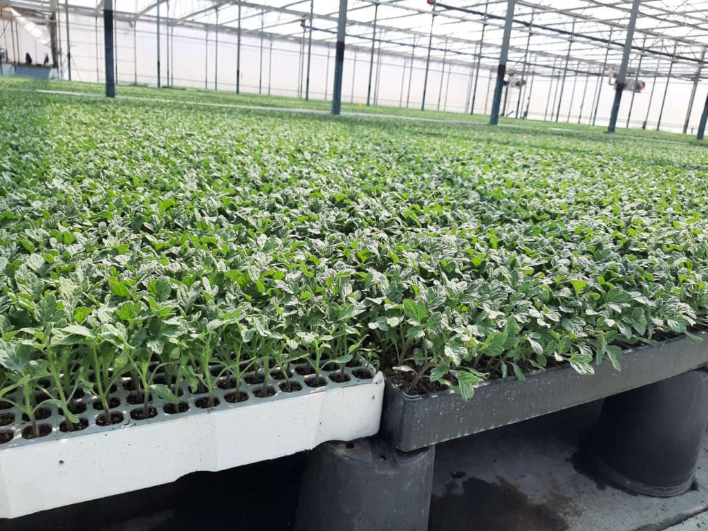 Seminiere con piantine di pomodoro