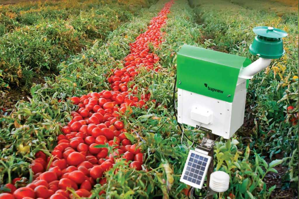 Trapview applicata alla coltivazione di pomodoro da industria