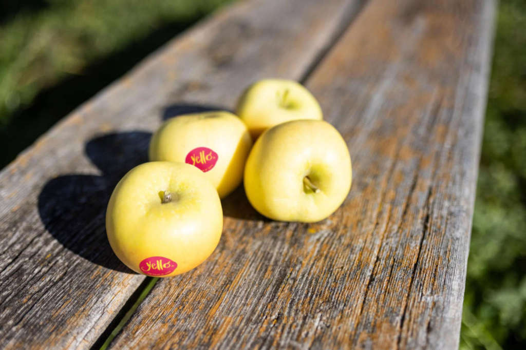 La mela yello, prodotta dai consorzi Vog e Vip