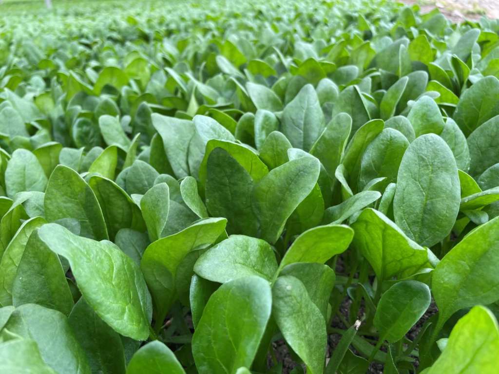 La nuova varietà di baby spinacio El Waka sviluppata da Syngenta