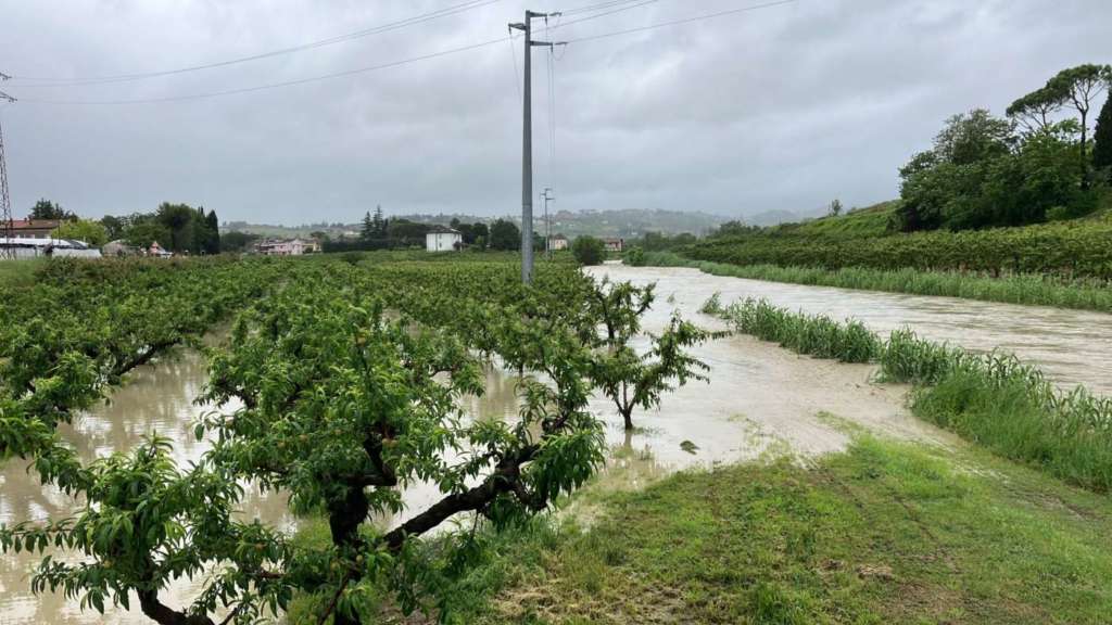 Frutteti sommersi in Romagna per l'alluvione