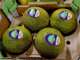 Melone Limelon Azienda agricola Don Camillo
