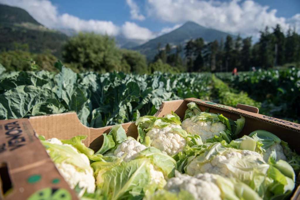 Il cavolfiore estivo della Val Venosta Vip