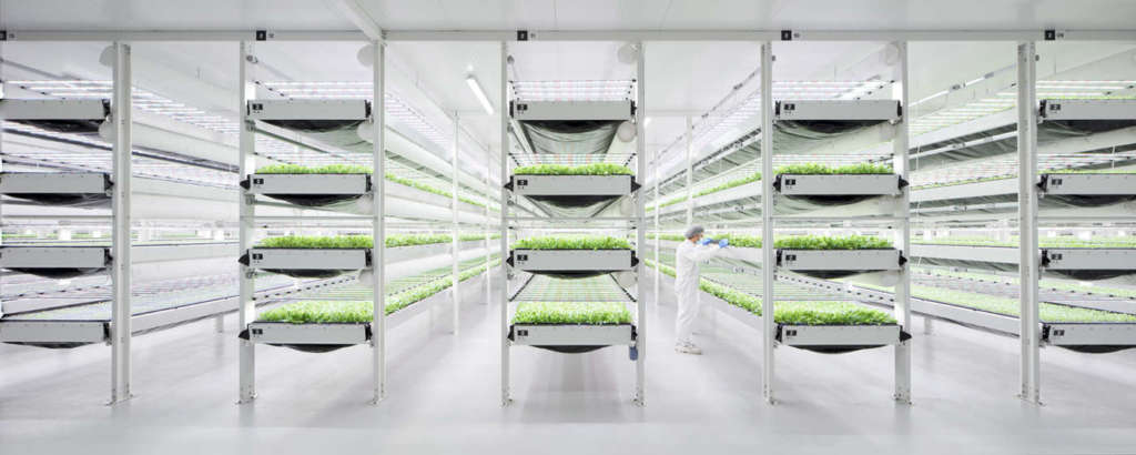 Le coltivazioni in aeroponica di Zero a Capriolo, nel Bresciano