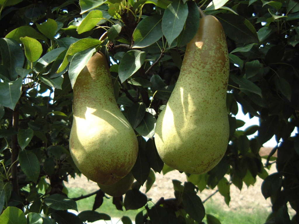 Le nuove soluzioni contro i patogeni e le biosoluzioni sono uno dei temi di Interpera 2025