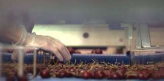 Controllo della frutta in magazzino
