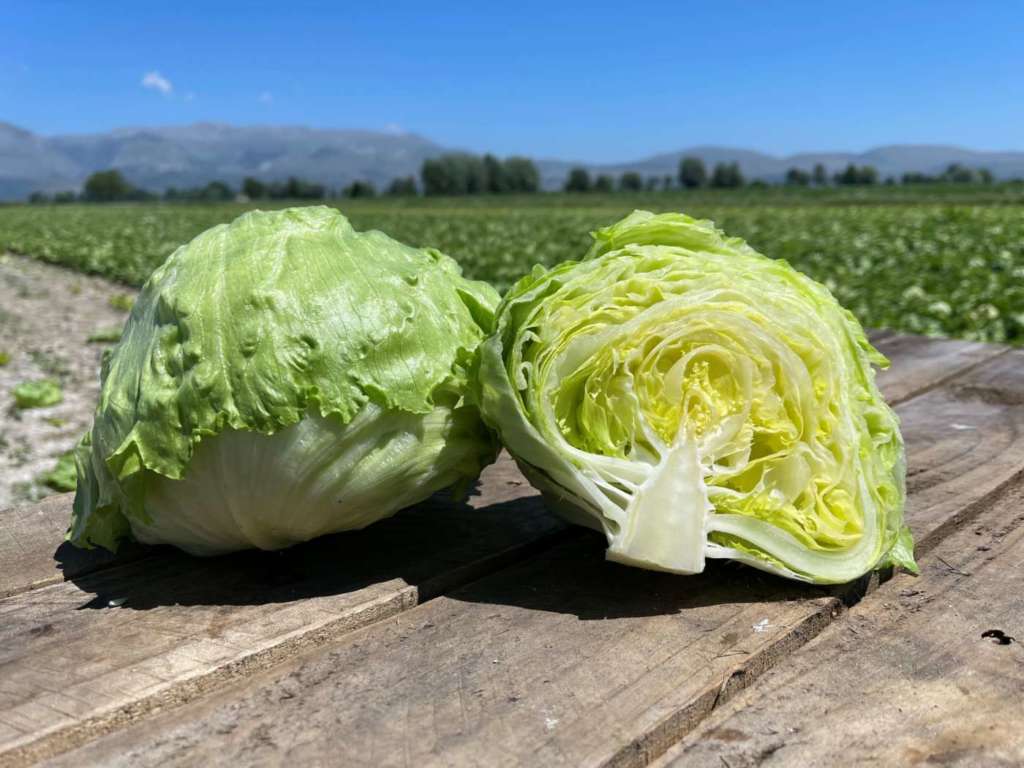 Lattuga Ice Country sviluppata da Syngenta