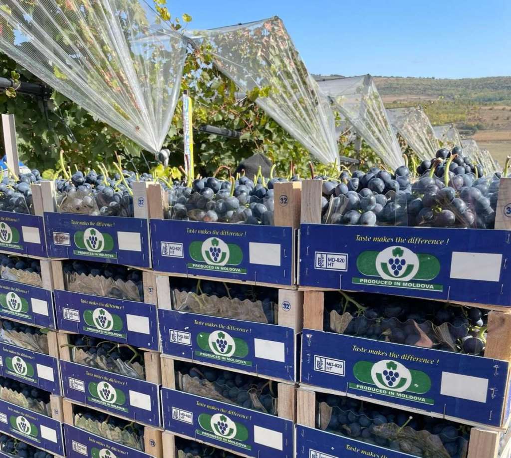 Susine della Moldavia