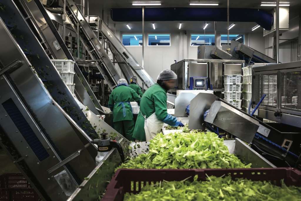 Insalata dell'Orto-stabilimento, fase produttiva