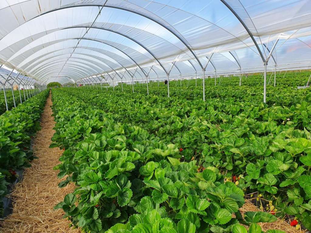 Il vivaisimo italiano è un settore di eccellenza nel mondo